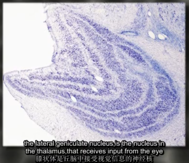 Neuroscience Range S Documents